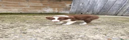 Border Collie perros en venta: Cachorros border collie chocolate! - Anuncio 14