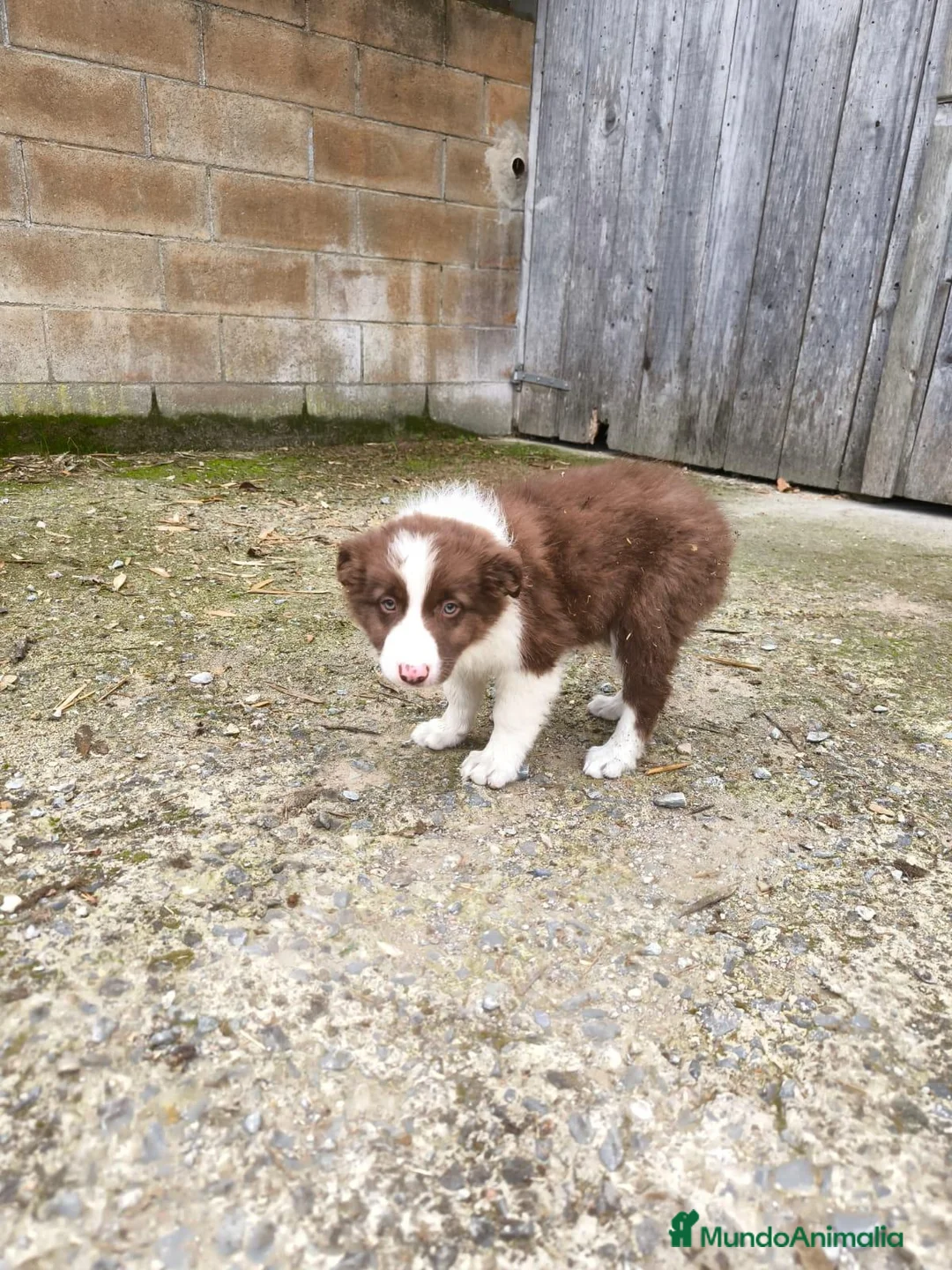 Border Collie perros en venta: Cachorros border collie chocolate! - Anuncio 14