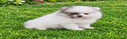 Pomerania perros en venta: Pomerania de Lulú - Anuncio 1