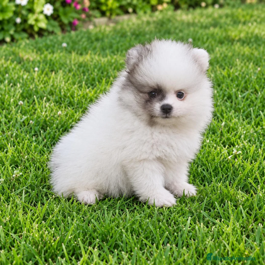 Pomerania perros en venta: Pomerania de Lulú - Anuncio 1