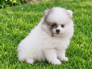 Pomerania perros Pomerania de Lulú - Anuncio 3