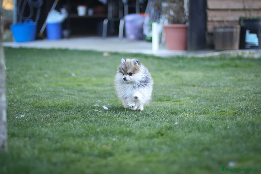 Pomsky perros en venta: Pomsky F5 - Anuncio 2