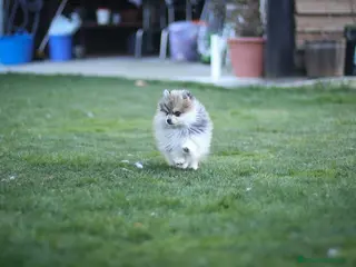 Pomsky perros Pomsky F5 - Anuncio 1