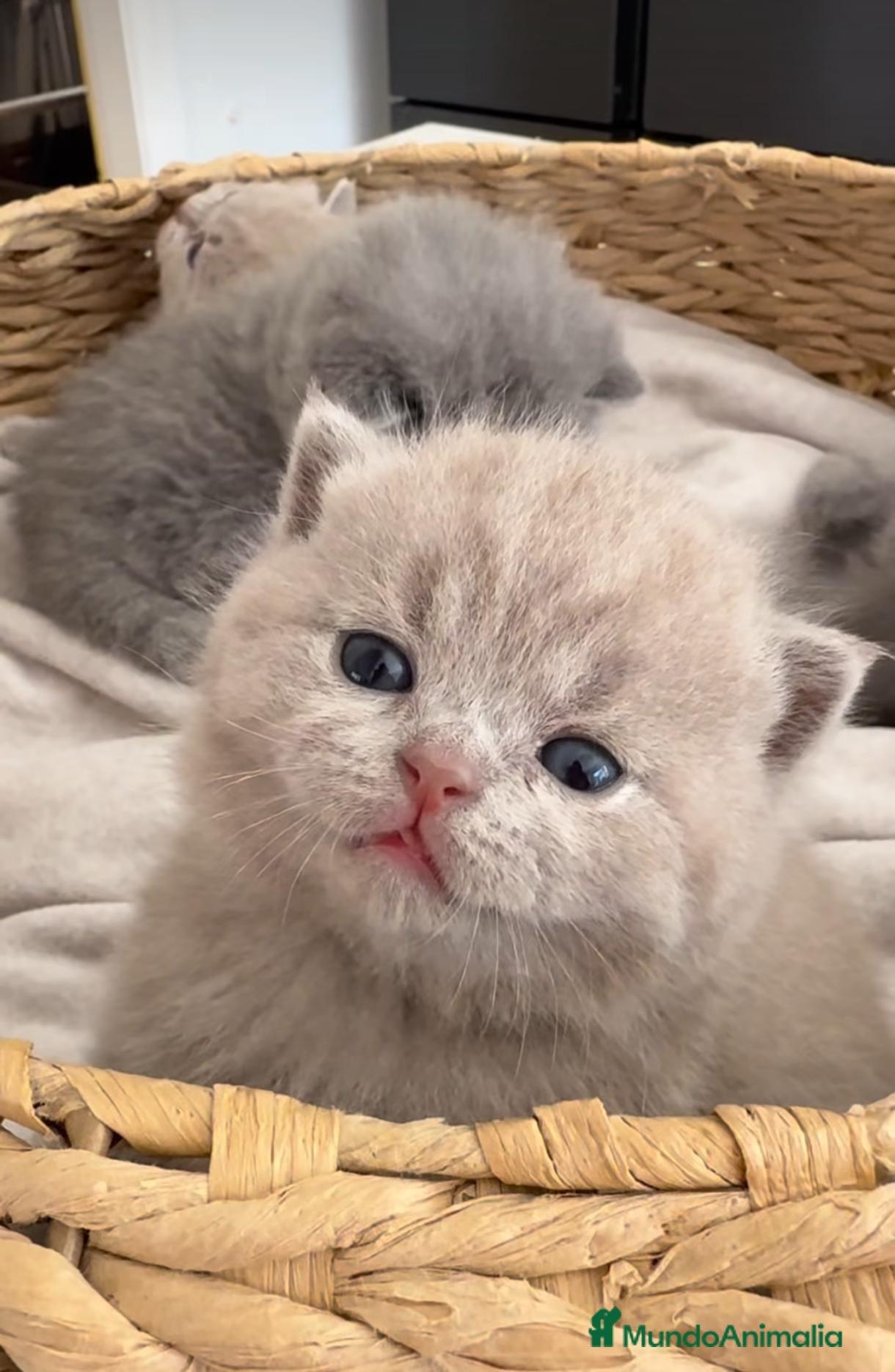 Británico de Pelo Corto gatos en venta: Gato British Shorthair  - Anuncio 1