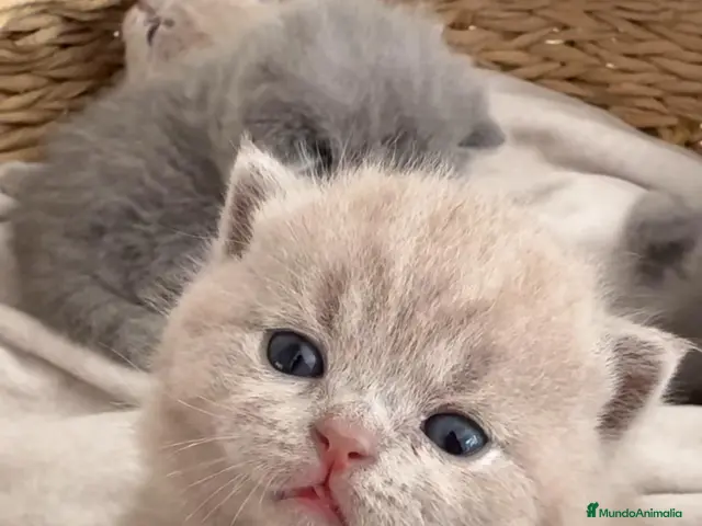 Británico de Pelo Corto gatos en venta: Gato British Shorthair - Anuncio 1