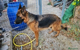 Pastor Alemán perros en venta: Espectacular hembra de pastor alemán - Imagen 2