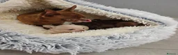 Chihuahua perros en venta: Chihuahua hembras Toy pelo largo y corto - Anuncio 4