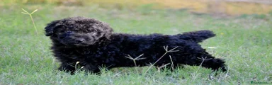 HEMBRA NEGRA DE RABO CORTO DE NACIMNETO , VA A SER PEQUEÑITA 