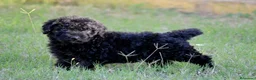 Perro de Agua Español perros en venta: PERRO DE AGUA  - Anuncio 27