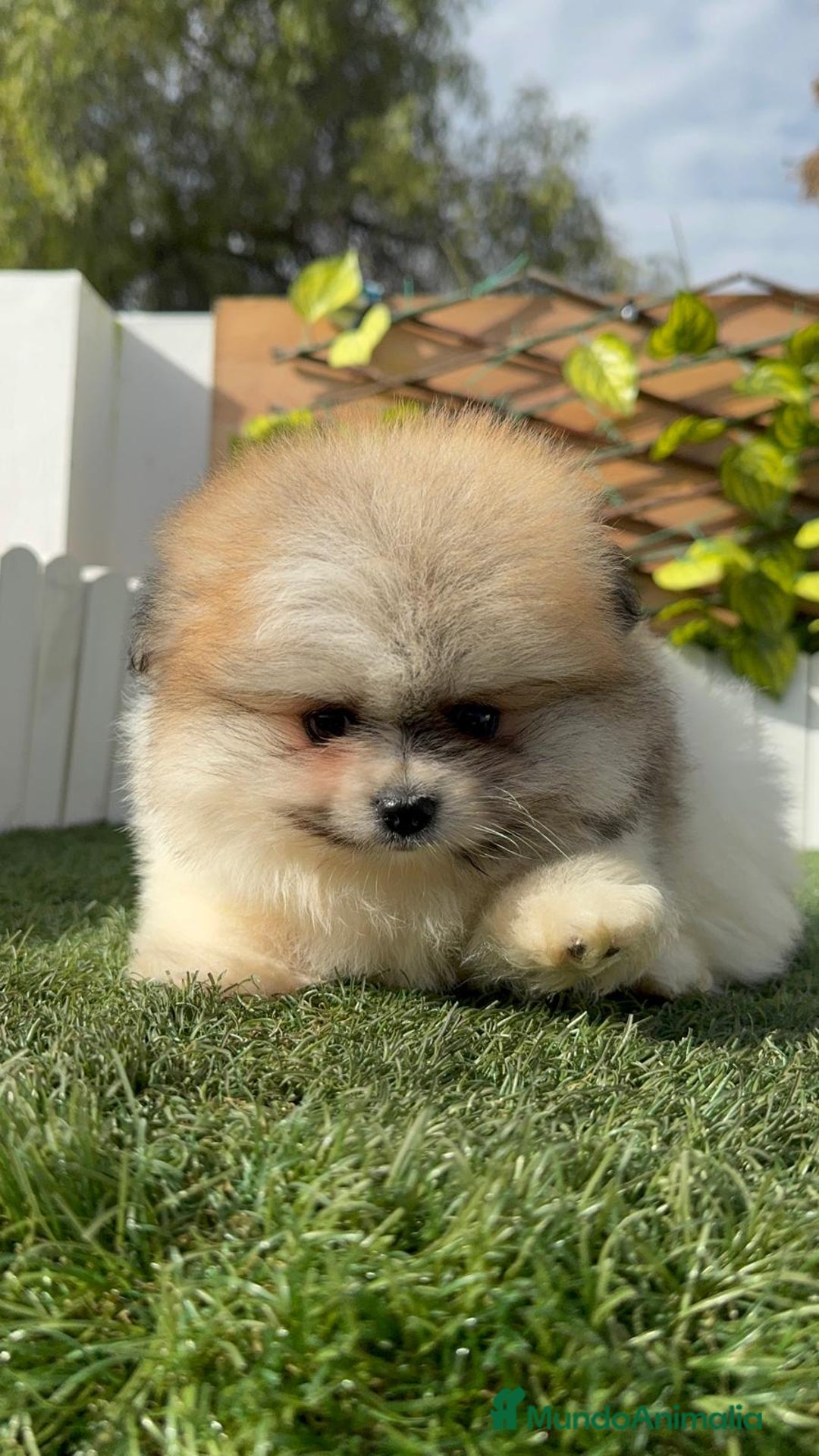 Pomerania perros en venta: POMERANIA HEMBRA DISPONIBLE - Anuncio 20