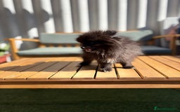 Pomerania perros en venta: Lulu pomerania MICRO TOY  - Imagen 5