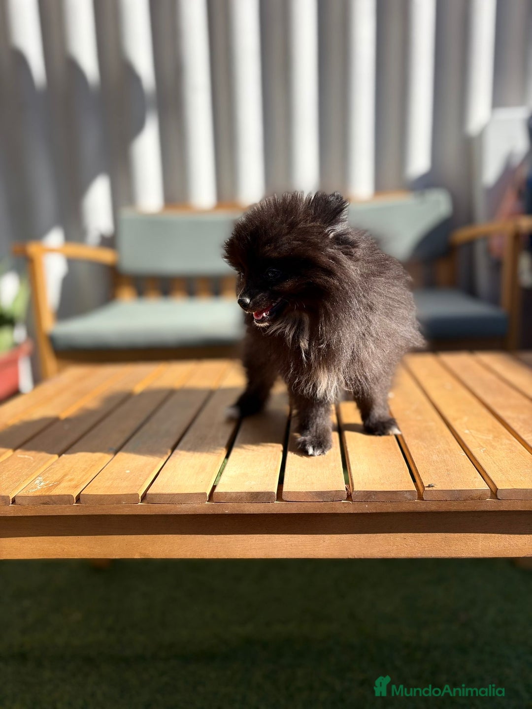 Pomerania perros en venta: Lulu pomerania MICRO TOY  - Imagen 5