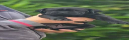Cane Corso perros en venta: Cachorros de Cane Corso - Anuncio 5