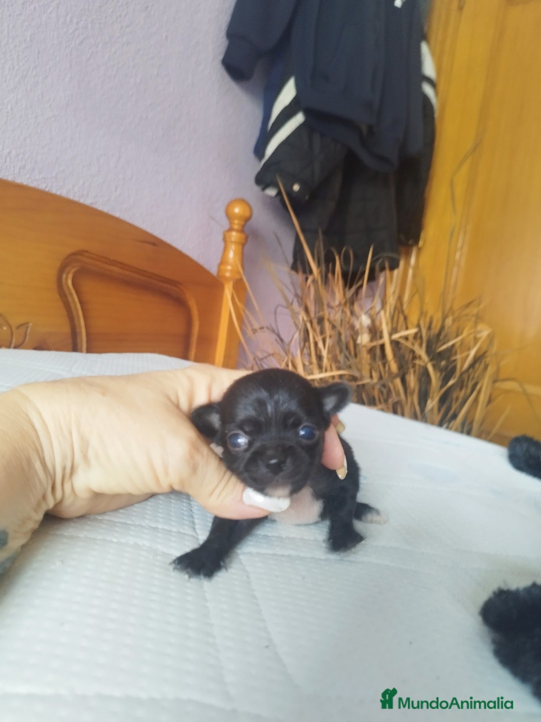 Chihuahua perros en venta: Chihuahua hembra micro toy  - Imagen 6