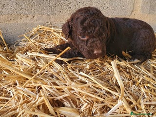 Perro de Agua Español perros - Anuncio 1