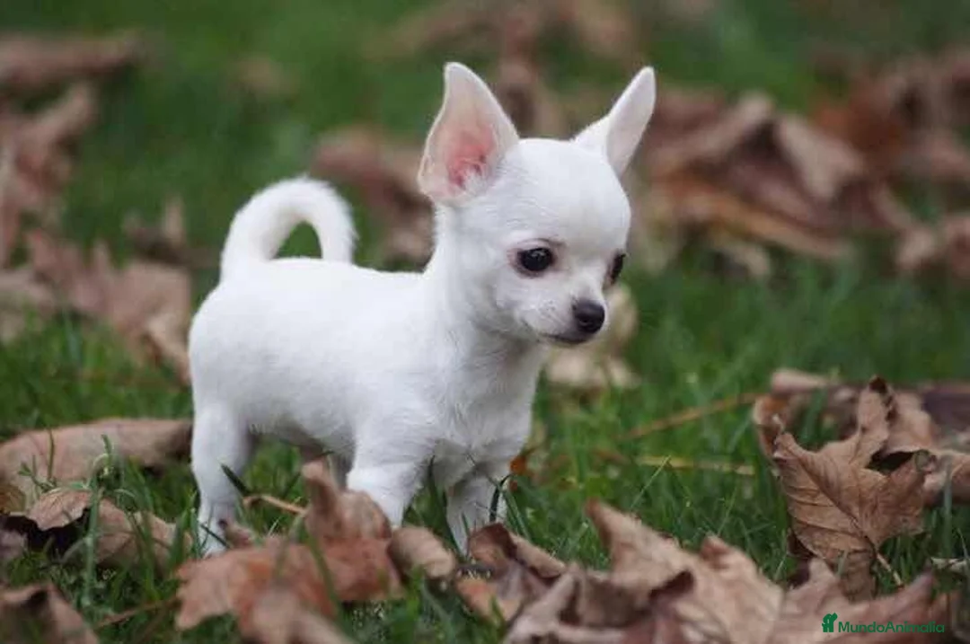 Chihuahua perros en venta: CHIHUAHUAS MINI ( ENVIO TODA ESPAÑA )  - Anuncio 1