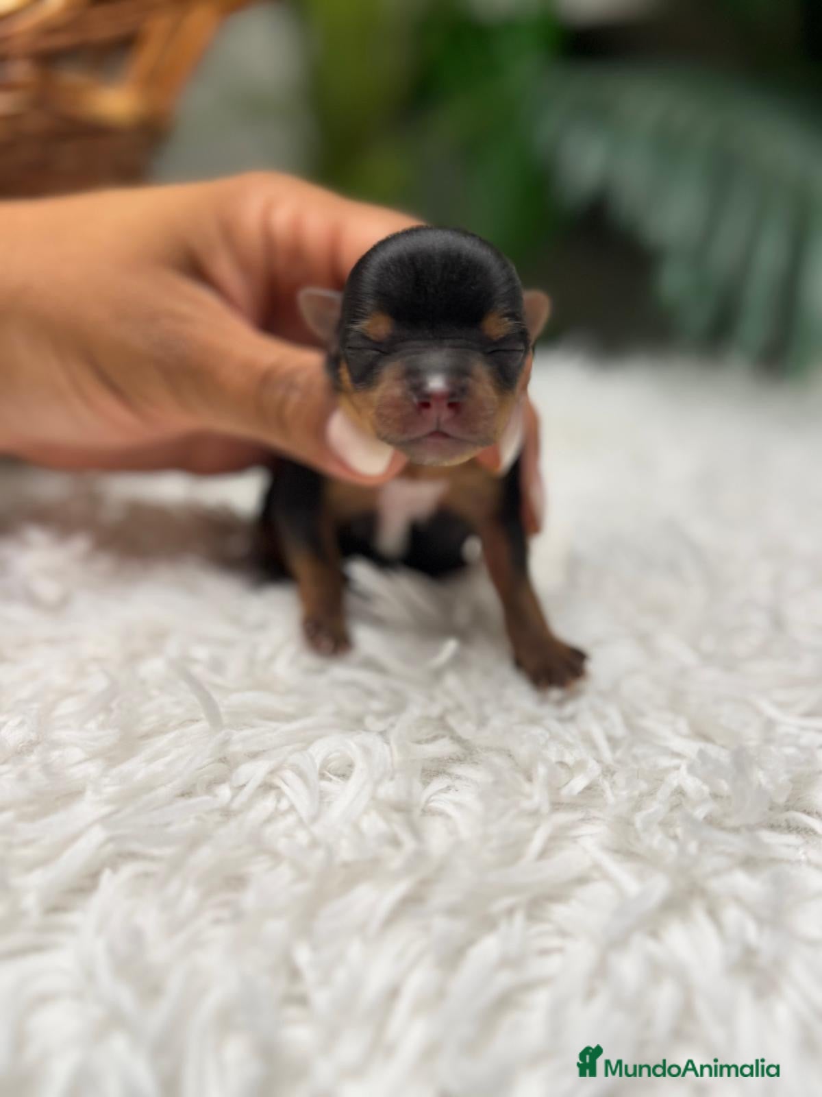 Yorkshire Terrier perros en venta: YORKSHIRE TERRIER - Anuncio 4