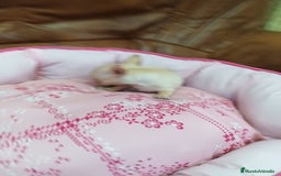 Chihuahua perros en venta: CHIHUAHUA TOY  - Imagen 4