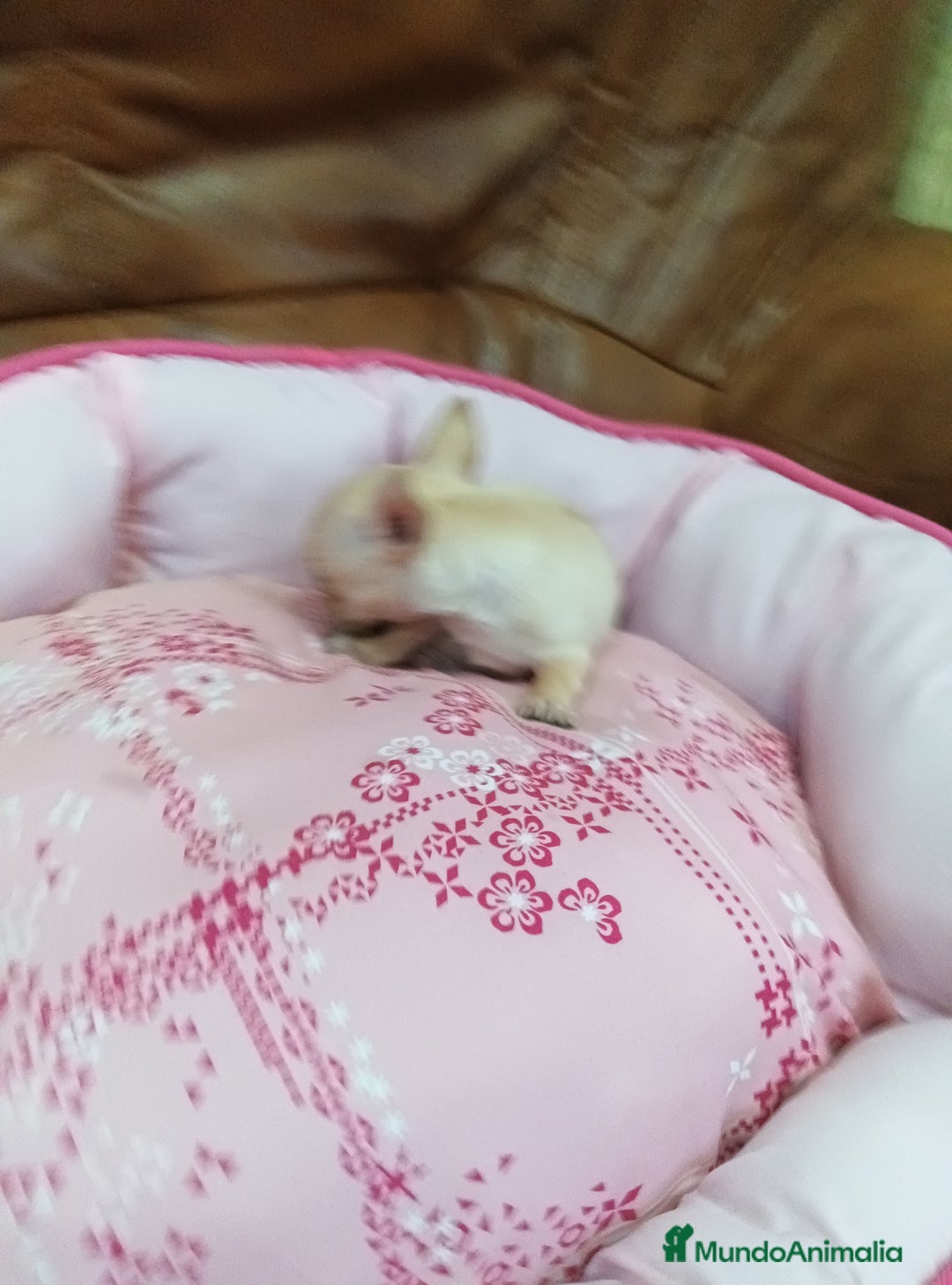 Chihuahua perros en venta: CHIHUAHUA TOY  - Imagen 4