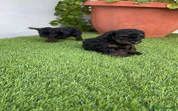 Caniche Toy perros en venta: CANICHE TOY HEMBRA - Imagen 18