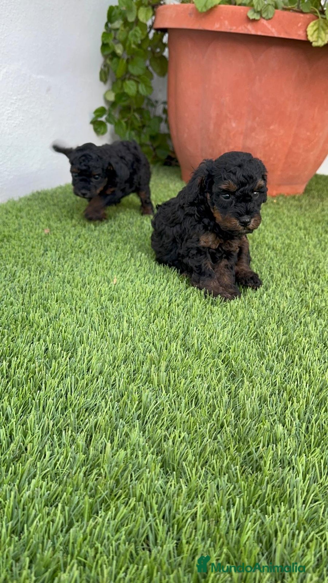 Caniche Toy perros en venta: CANICHE TOY HEMBRA - Imagen 18
