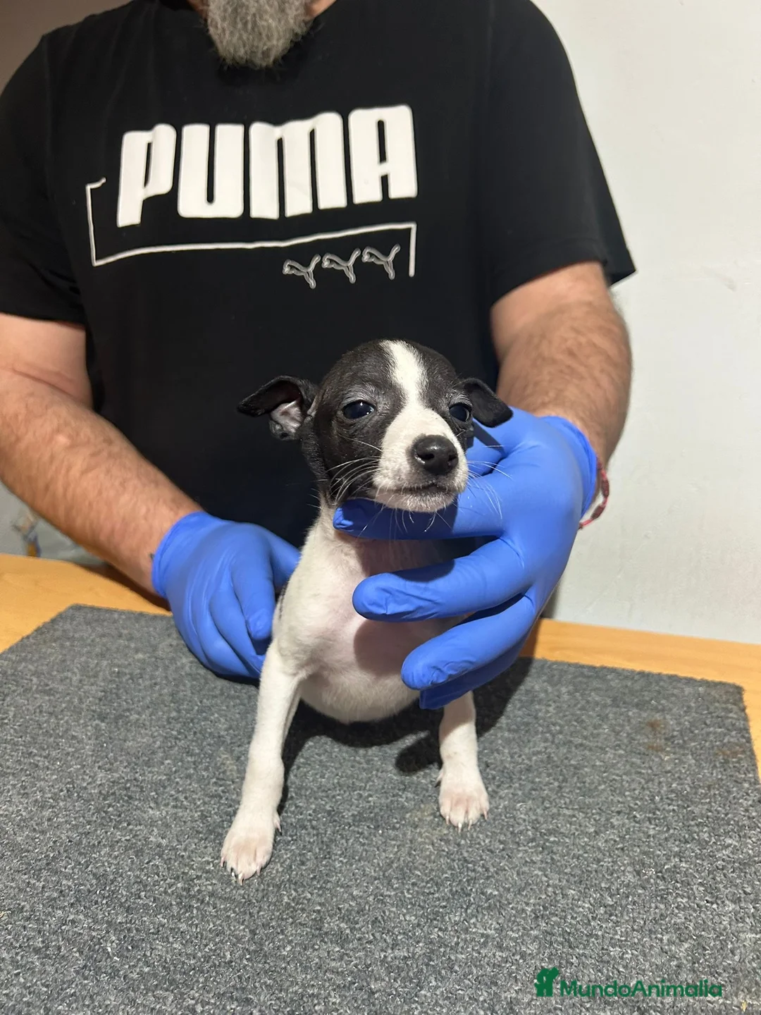 Raza Mixta perros en venta: Cachorros  - Anuncio 6