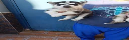 Husky Siberiano perros en venta: Husky siberiano - Anuncio 2
