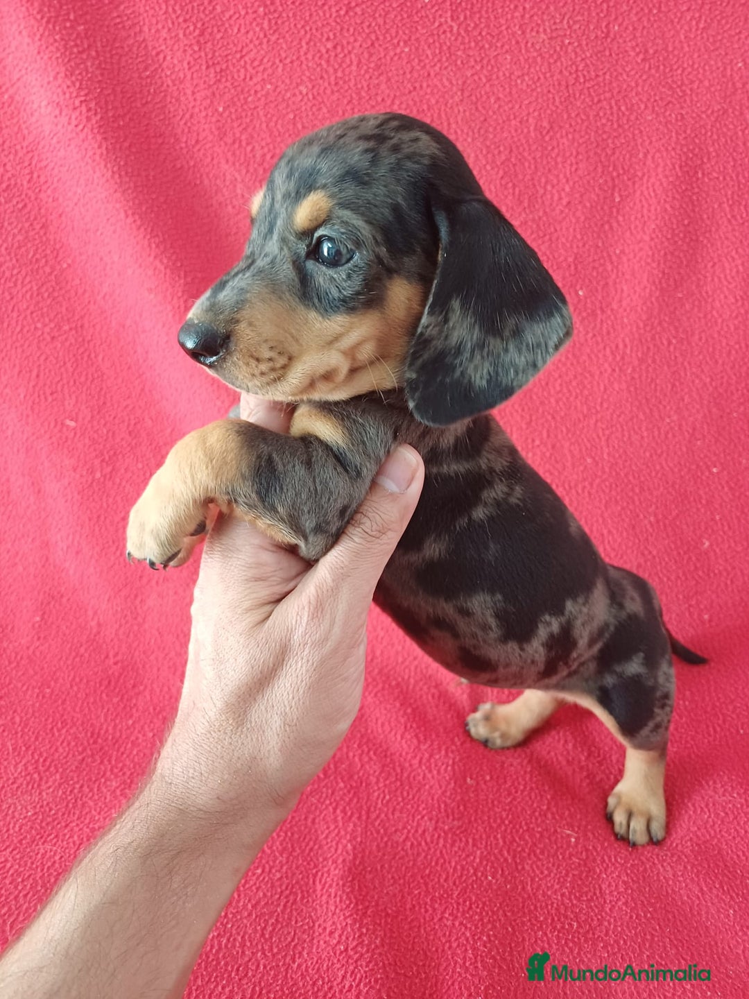 Teckel Miniatura perros en venta: Teckel Miniatura Arlequin  - Imagen 2