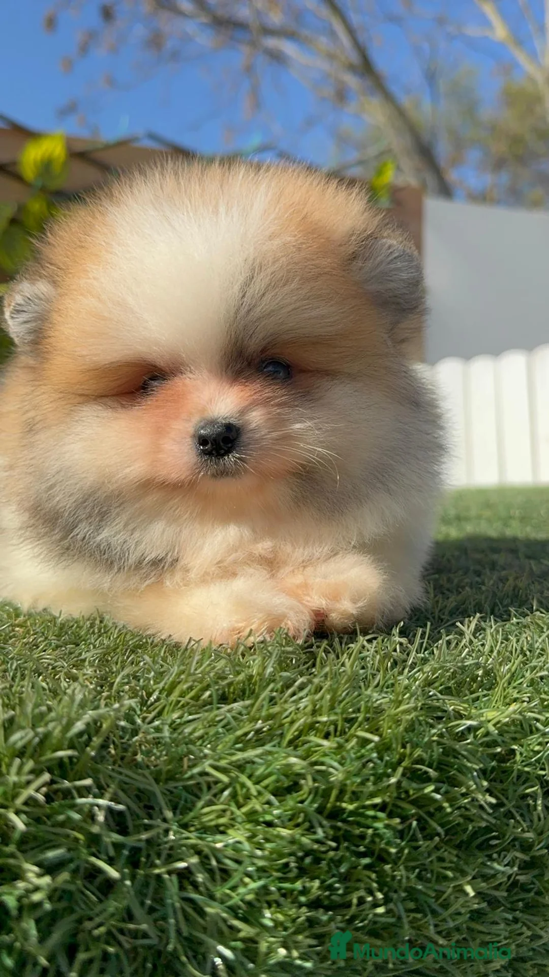 Pomerania perros en venta: POMERANIA MACHO - Anuncio 12