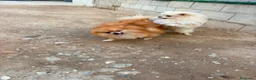 Pomerania perros en venta: Pomerania toy  - Anuncio 9
