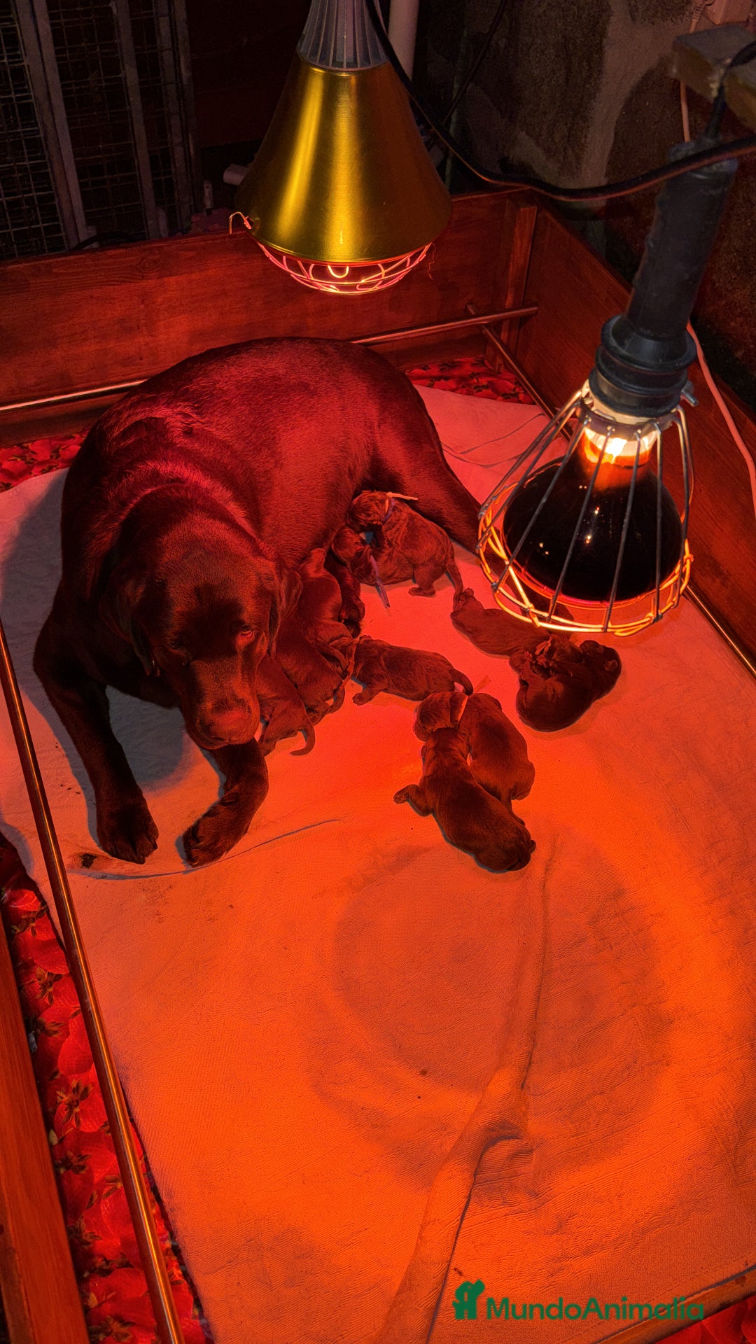 Labrador Retriever perros en venta: Camada espectacular de labradores chocolate - Anuncio 2