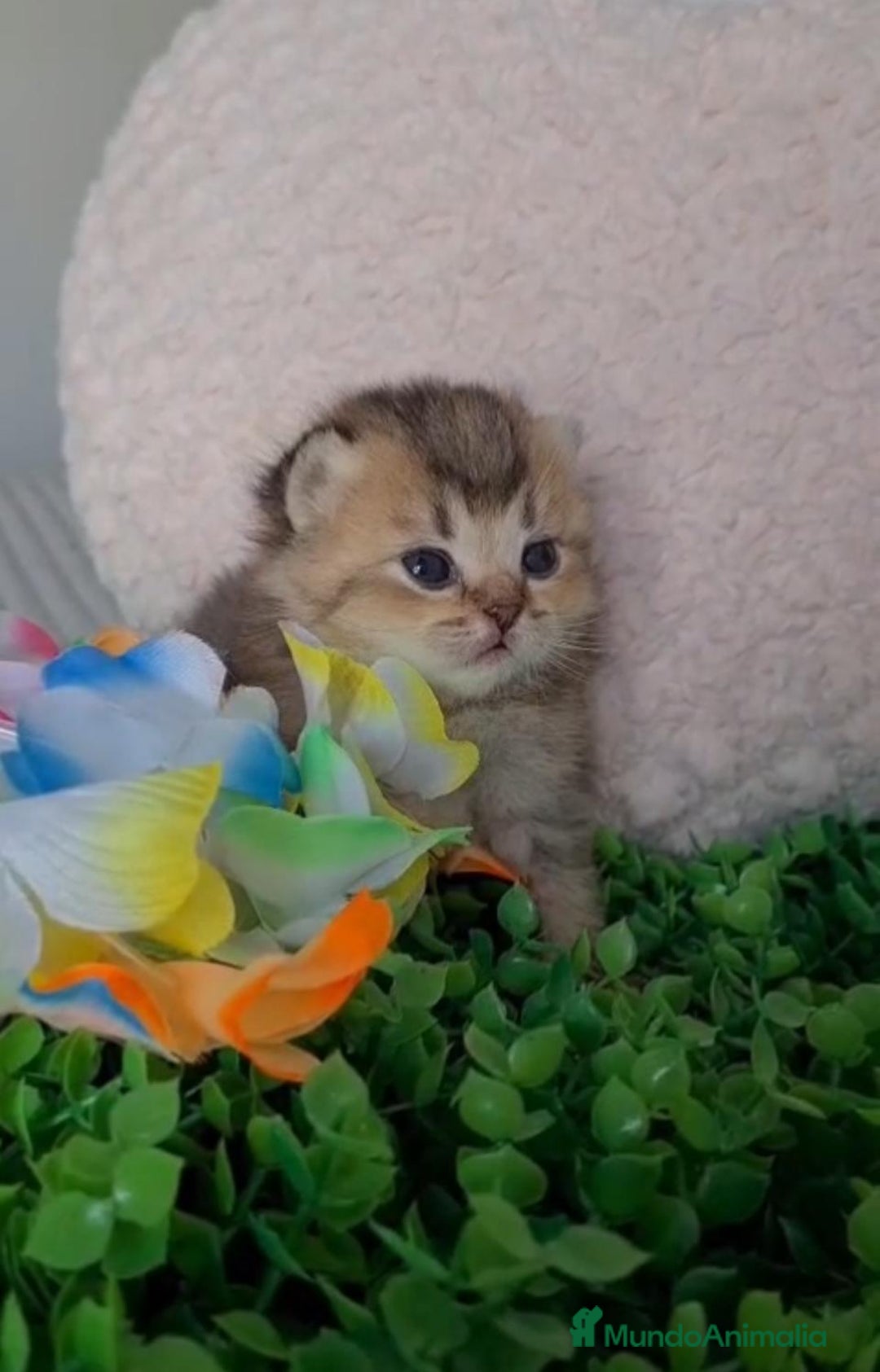 Británico de Pelo Corto gatos en venta: Brithis Golden gatitos disponibles  - Imagen 2