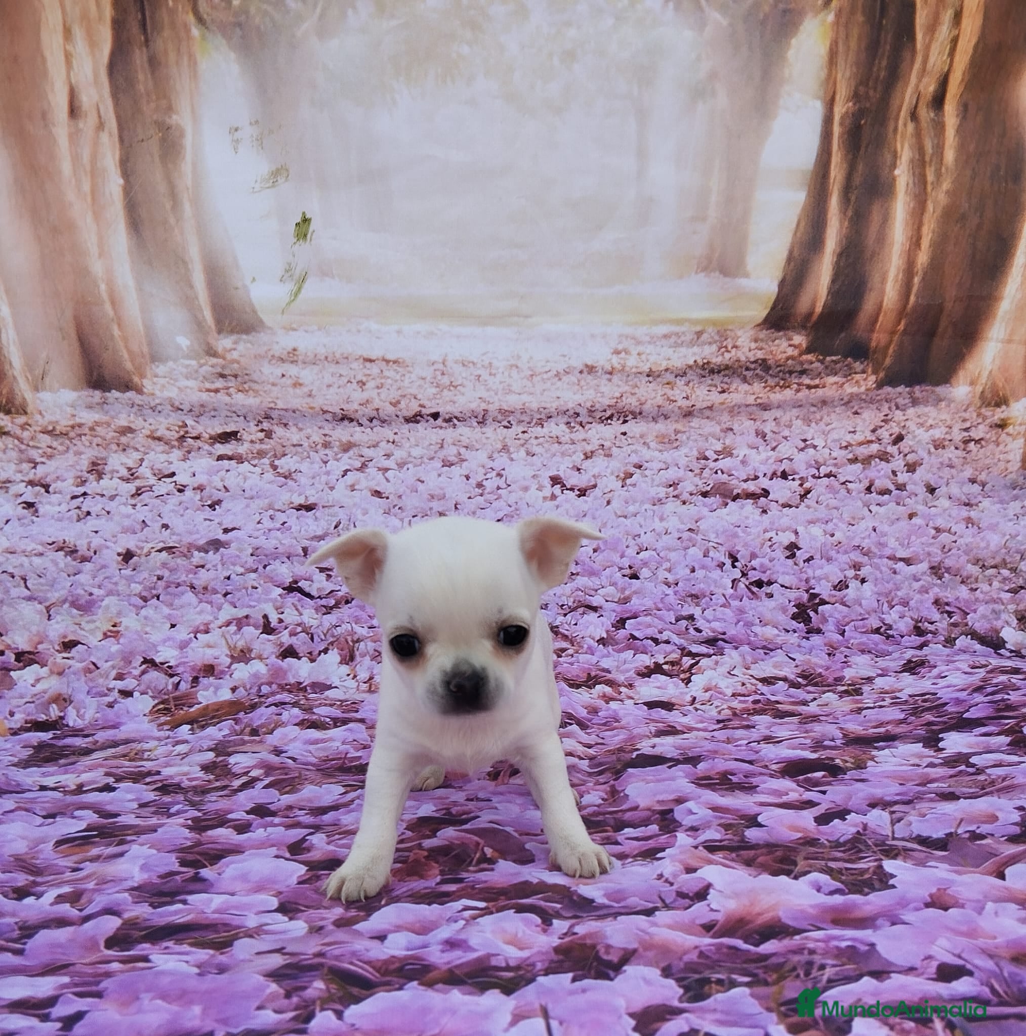 Chihuahua perros Chihuahuas Toy Cabeza de manzana - Anuncio 2