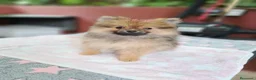 Pomerania perros en venta: Lulú de Pomerania  - Anuncio 4