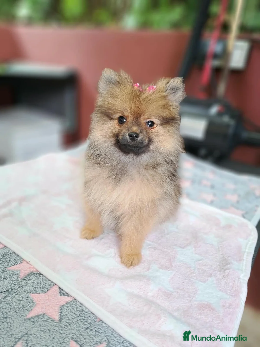 Pomerania perros en venta: Lulú de Pomerania  - Anuncio 4