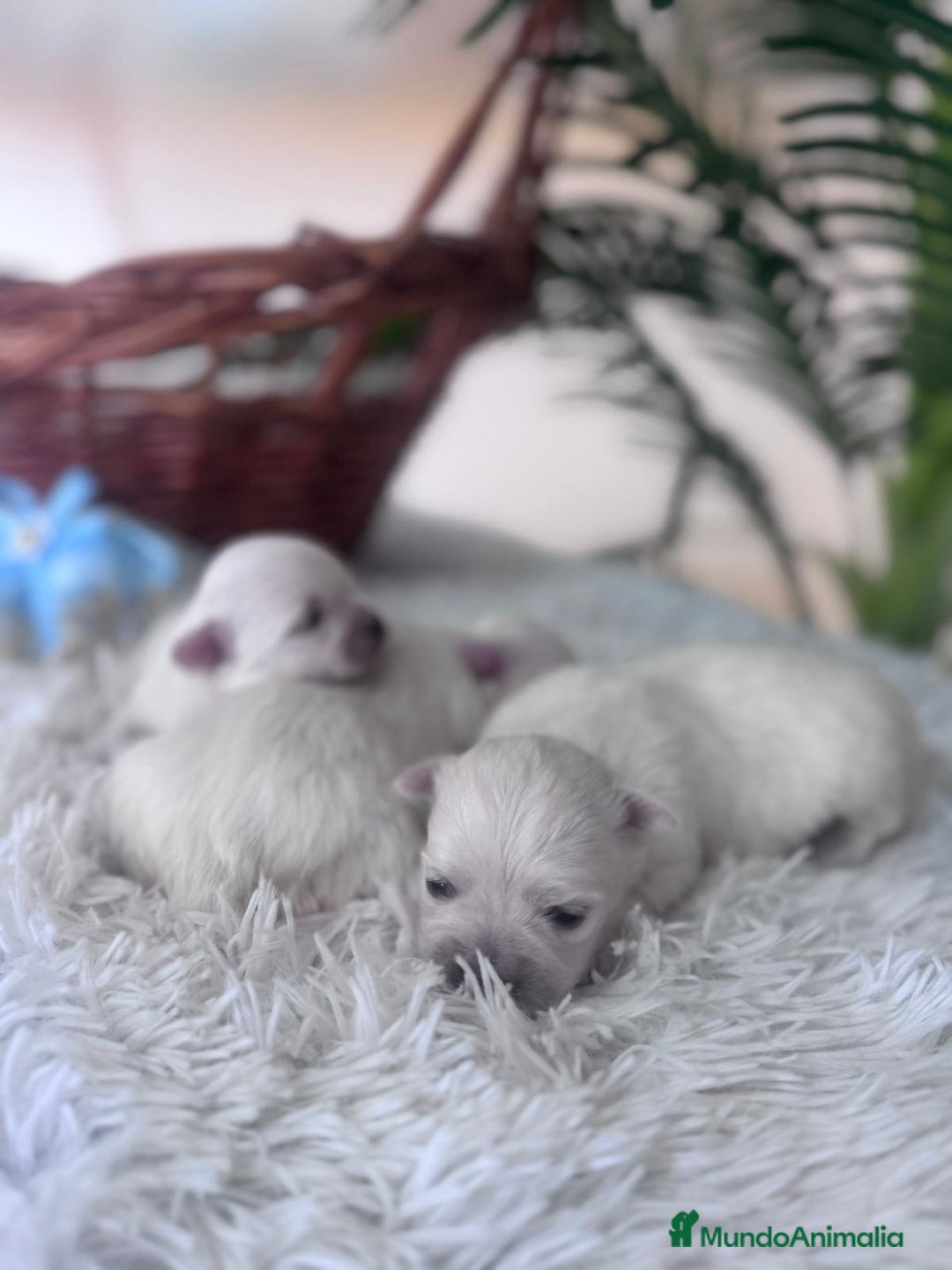 Bichón Maltés perros en venta: BICHON MALTES - Anuncio 6