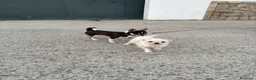 Chihuahua perros para monta: Chihuahua para monta - Anuncio 2