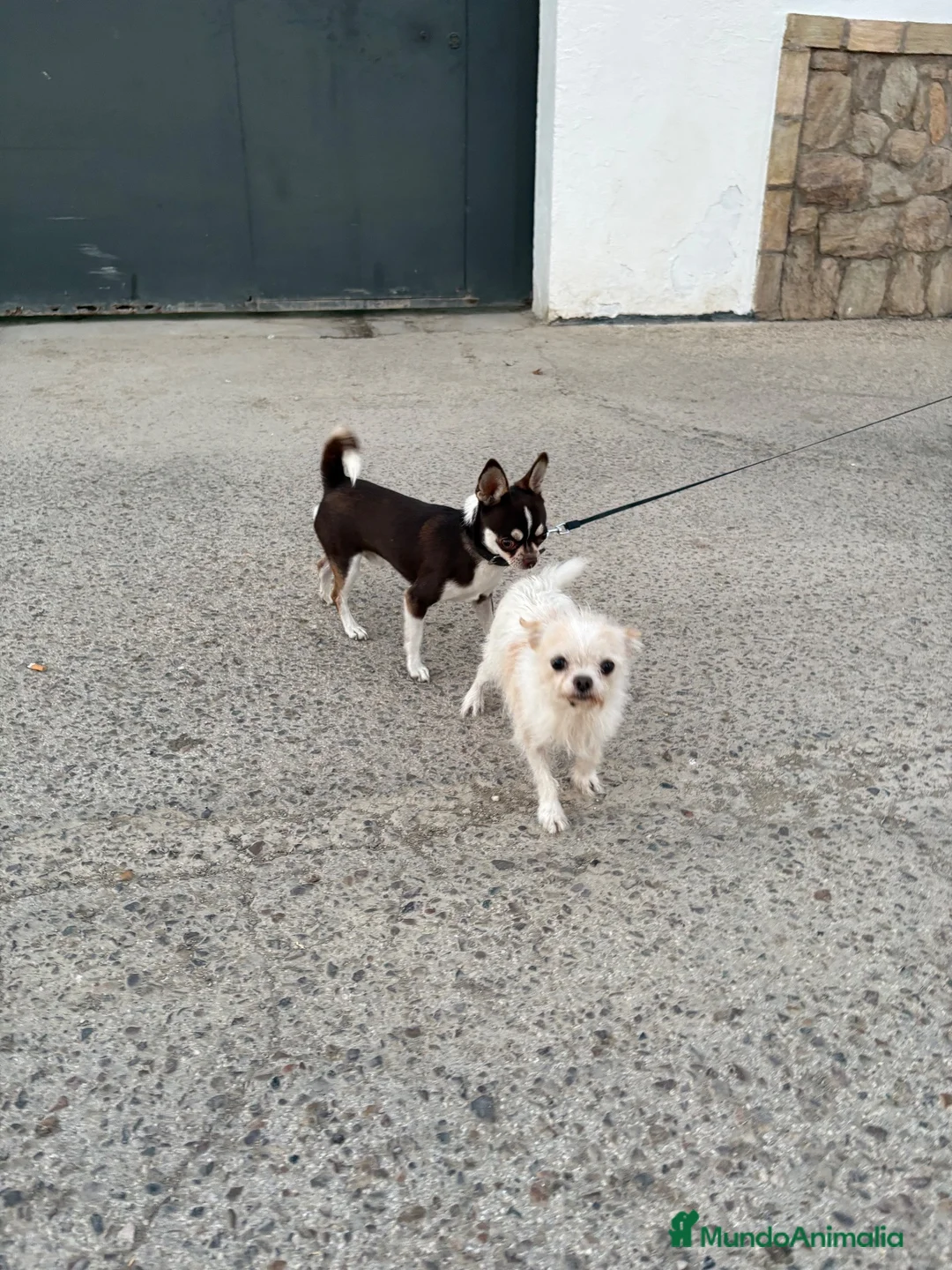 Chihuahua perros para monta: Chihuahua para monta - Anuncio 2