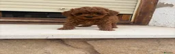 Caniche Toy perros en venta: Caniche toy - Anuncio 9