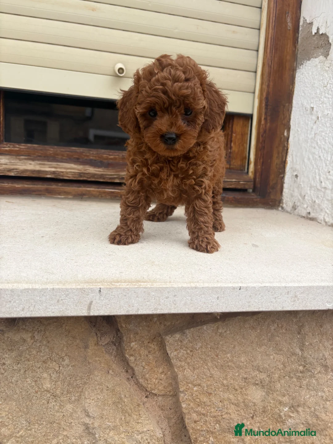 Caniche Toy perros en venta: Caniche toy - Anuncio 9