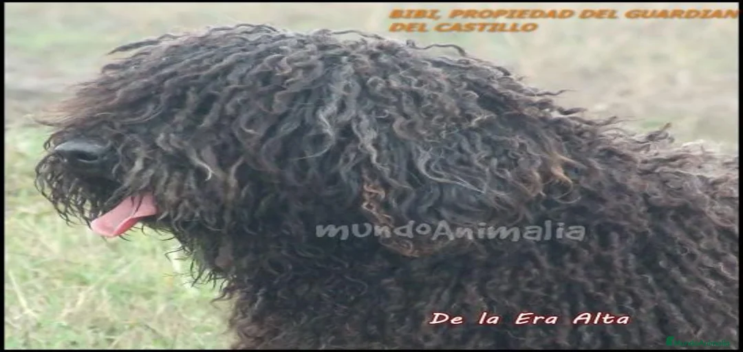 Imagen de galería {{count}}