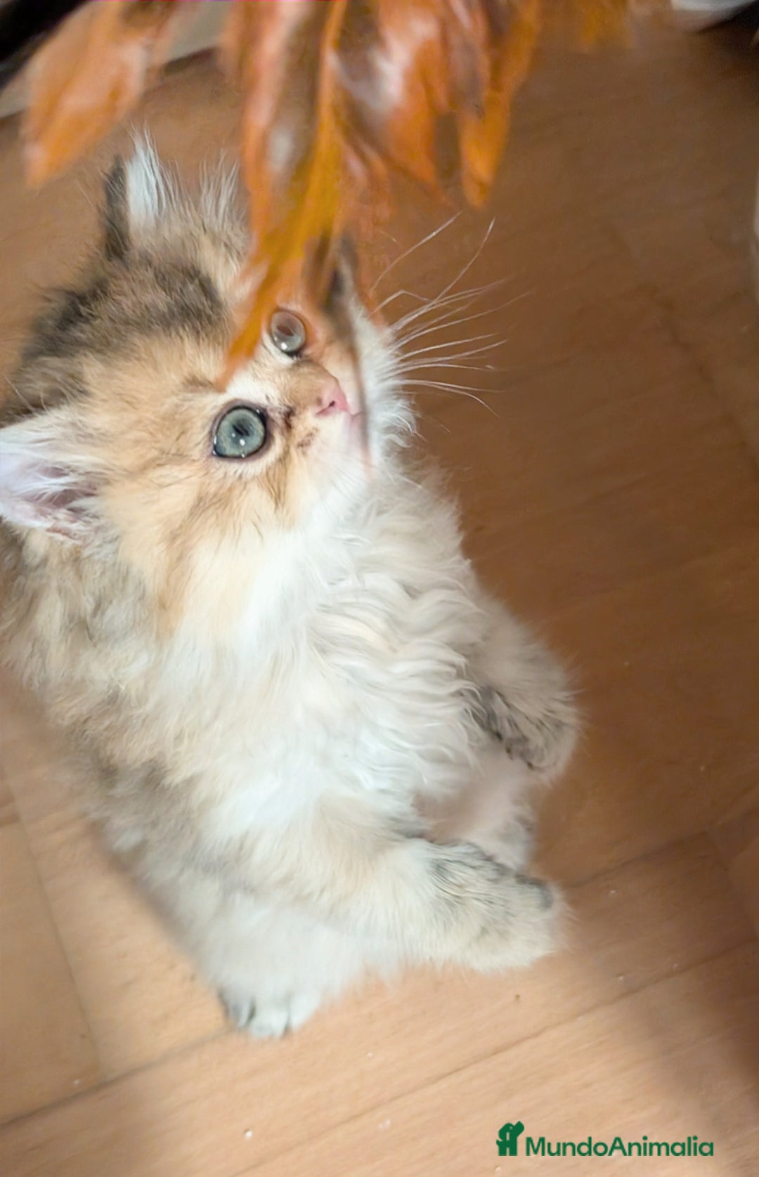 Británico de Pelo Largo gatos en venta:  2gatitos color exclusivo british golden longhair  - Anuncio 6