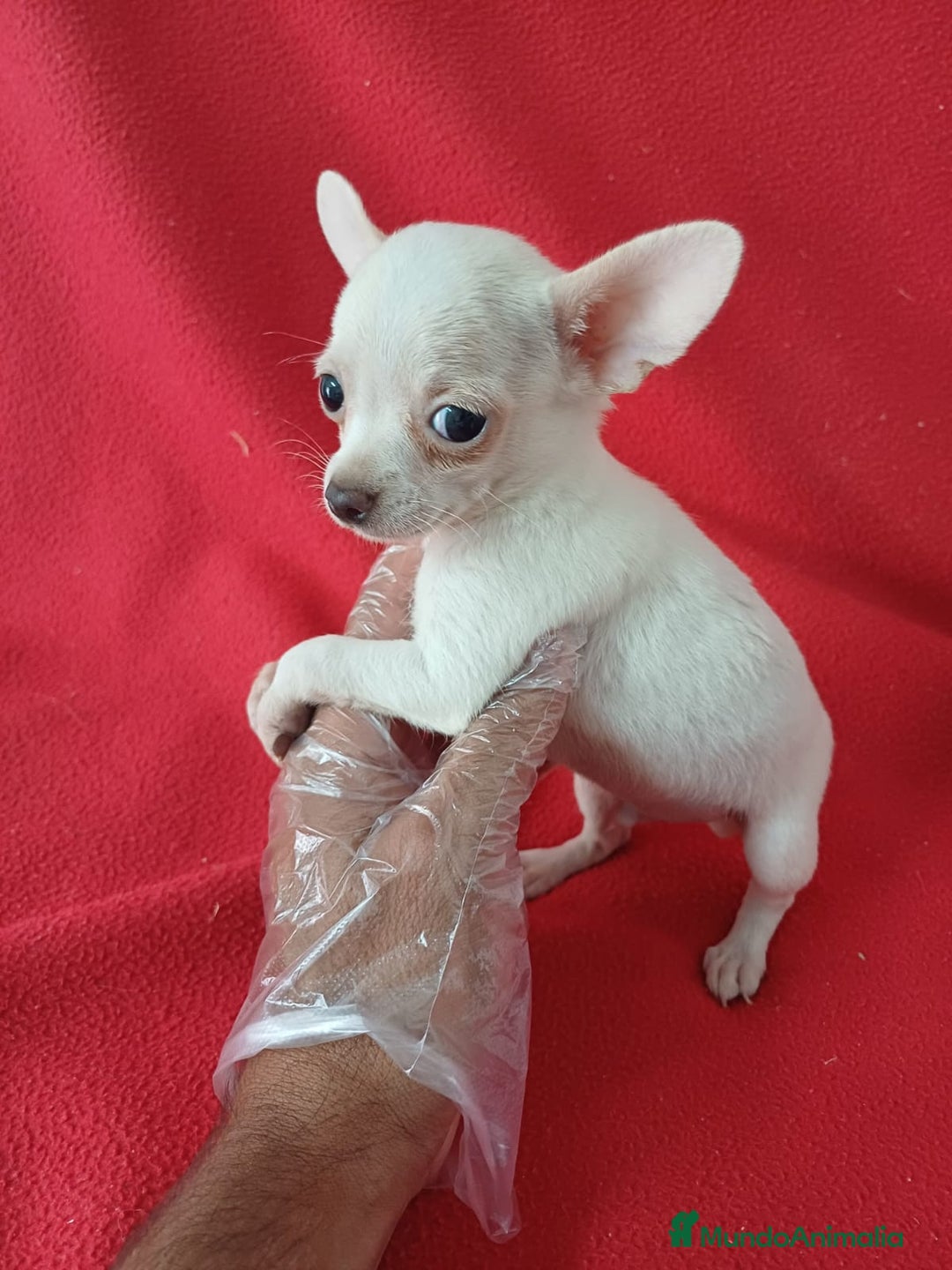 Chihuahua perros en venta: Chihuahua Mini  - Imagen 2