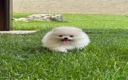 Pomerania perros en venta: Pomerania Miniatura, ejemplares blancos y crema - Imagen 17