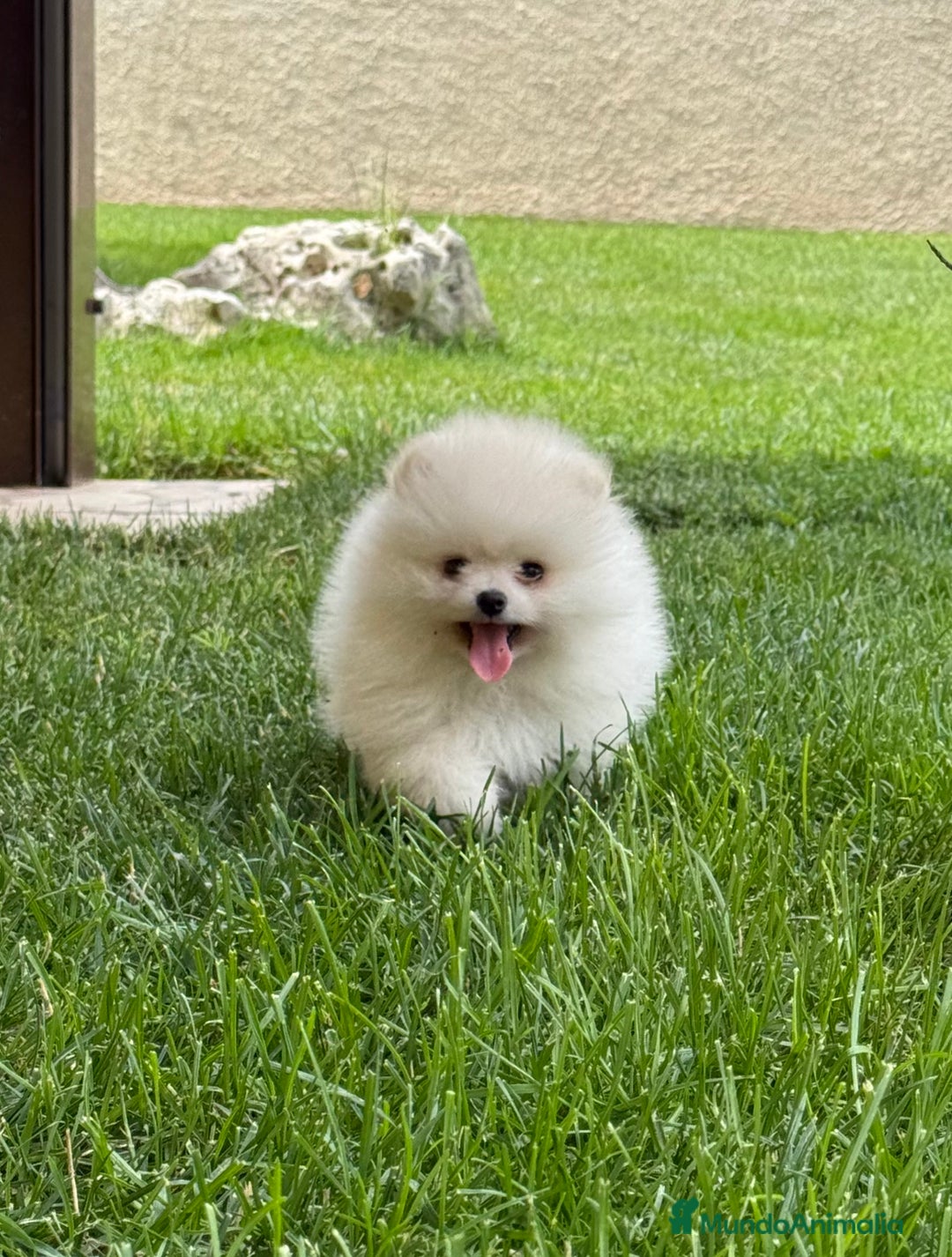 Pomerania perros en venta: Pomerania Miniatura, ejemplares blancos y crema - Imagen 17
