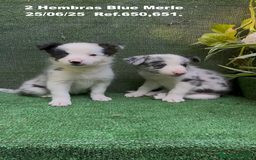 Border Collie perros en venta: BORDER COLLIE hembras Blue Merle - Imagen 4