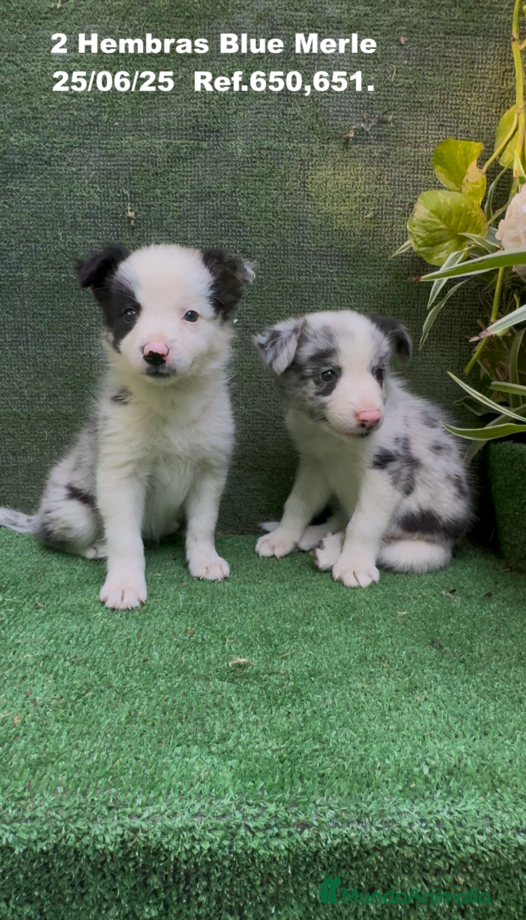 Border Collie perros en venta: BORDER COLLIE hembras Blue Merle - Imagen 4