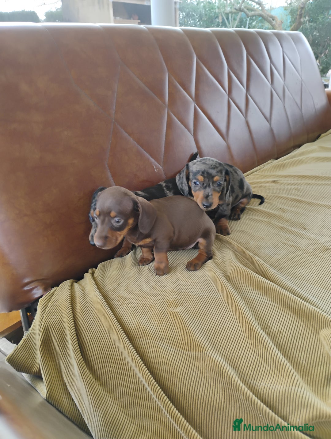 Teckel Miniatura perros en venta: Cachorros teckel miniatura  - Anuncio 4