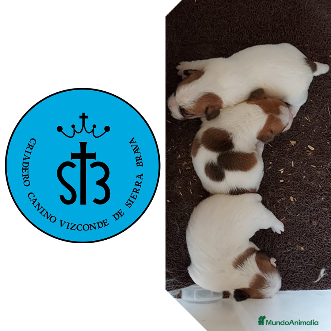 Jack Russell Terrier perros en venta: JACK RUSSELL PEDEGREE (LOE) - Imagen 1