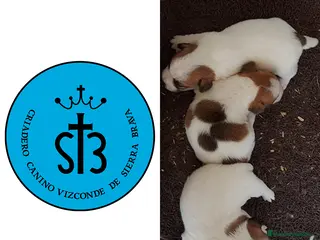 Jack Russell Terrier perros JACK RUSSELL PEDEGREE (LOE) - Anuncio 2